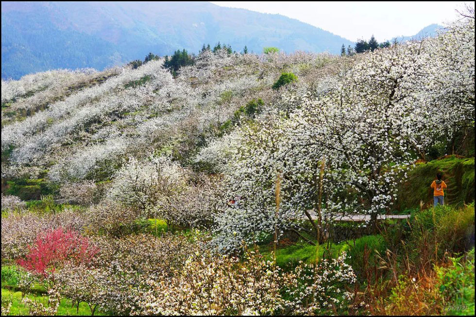 【春天,广西桂林灌阳县向您发出邀请!】我们在灌阳看梨花 - 游山玩水 - 济南生活社区 - 济南28生活网 jn.28life.com