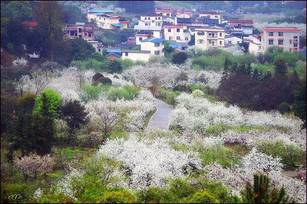 【春天,广西桂林灌阳县向您发出邀请!】我们在灌阳看梨花 - 游山玩水 - 济南生活社区 - 济南28生活网 jn.28life.com