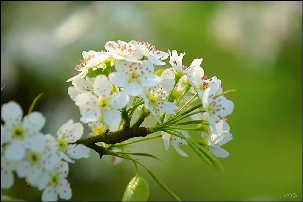 【春天,广西桂林灌阳县向您发出邀请!】我们在灌阳看梨花 - 游山玩水 - 济南生活社区 - 济南28生活网 jn.28life.com