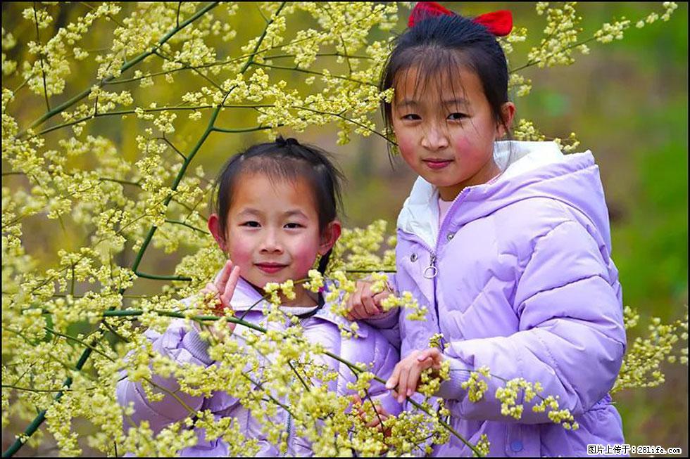 【春天,广西桂林灌阳县向您发出邀请!】米珠山前有片山苍子花在飘香 - 游山玩水 - 济南生活社区 - 济南28生活网 jn.28life.com