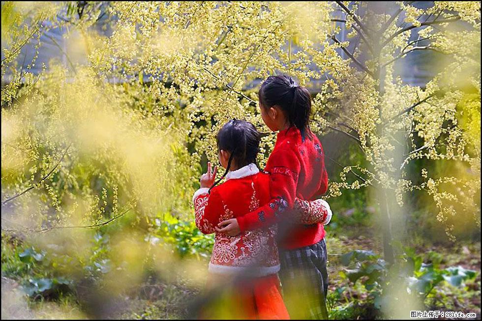 【春天,广西桂林灌阳县向您发出邀请!】米珠山前有片山苍子花在飘香 - 游山玩水 - 济南生活社区 - 济南28生活网 jn.28life.com