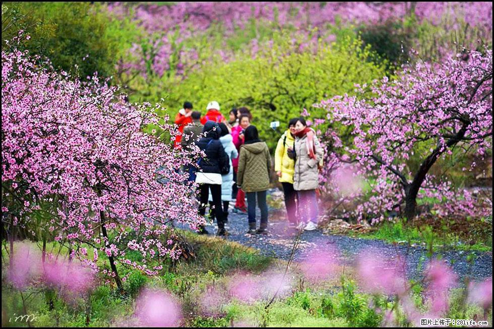 【春天,广西桂林灌阳县向您发出邀请!】官庄村有个醉美的桃花园 - 游山玩水 - 济南生活社区 - 济南28生活网 jn.28life.com