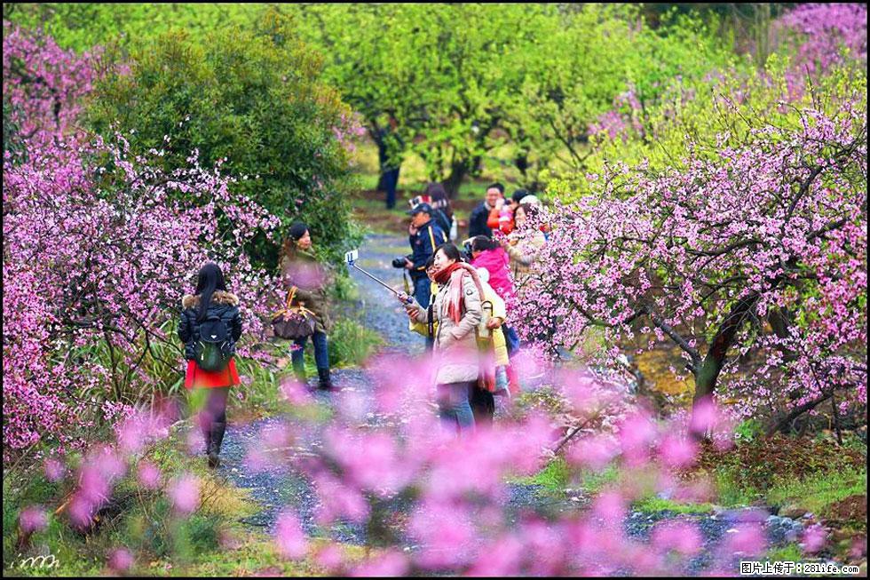 【春天,广西桂林灌阳县向您发出邀请!】官庄村有个醉美的桃花园 - 游山玩水 - 济南生活社区 - 济南28生活网 jn.28life.com