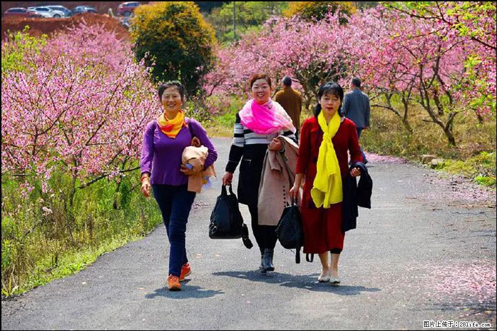 【春天,广西桂林灌阳县向您发出邀请!】官庄村有个醉美的桃花园 - 游山玩水 - 济南生活社区 - 济南28生活网 jn.28life.com