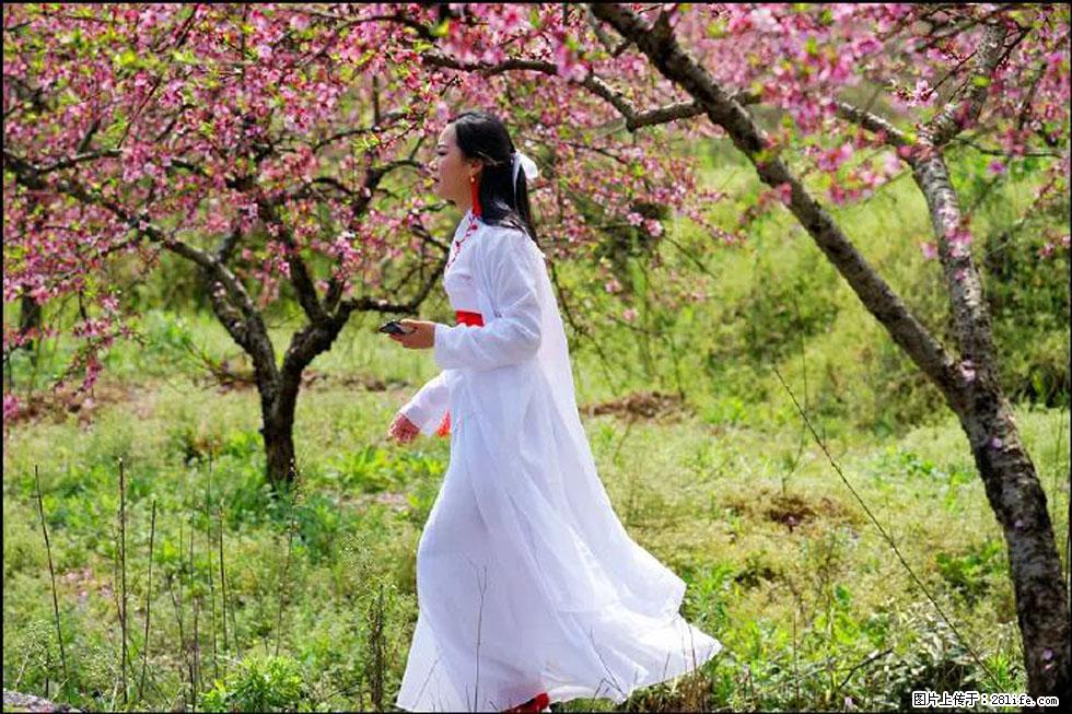 【春天,广西桂林灌阳县向您发出邀请!】官庄村有个醉美的桃花园 - 游山玩水 - 济南生活社区 - 济南28生活网 jn.28life.com
