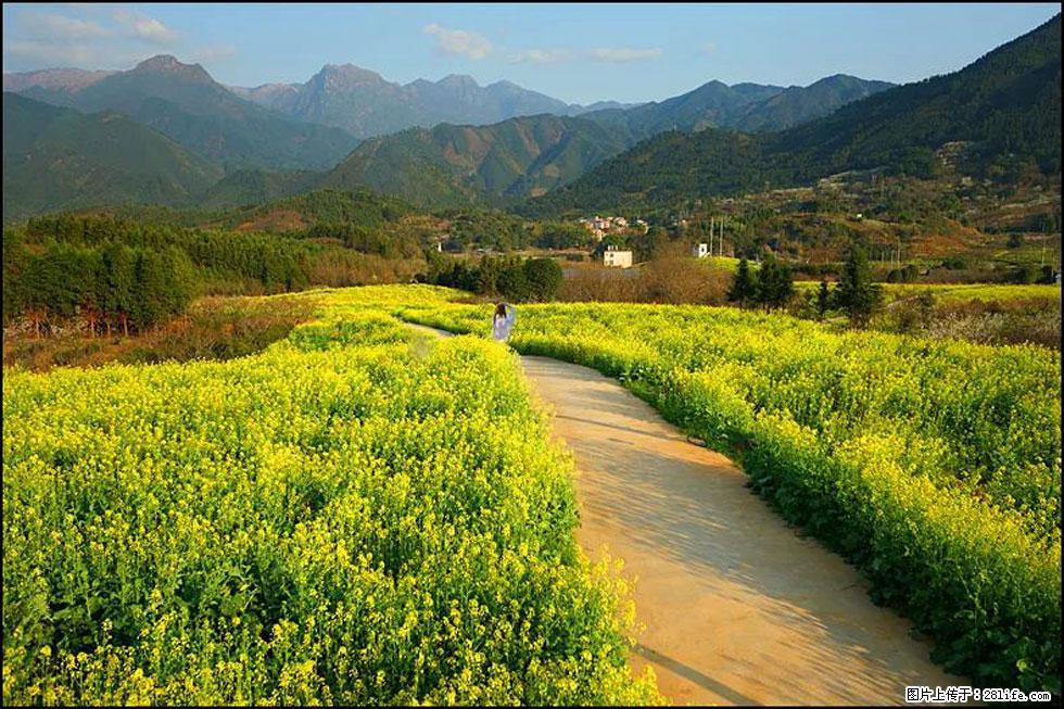 【春天,广西桂林灌阳县向您发出邀请!】长坪村油菜盛情花开 - 游山玩水 - 济南生活社区 - 济南28生活网 jn.28life.com