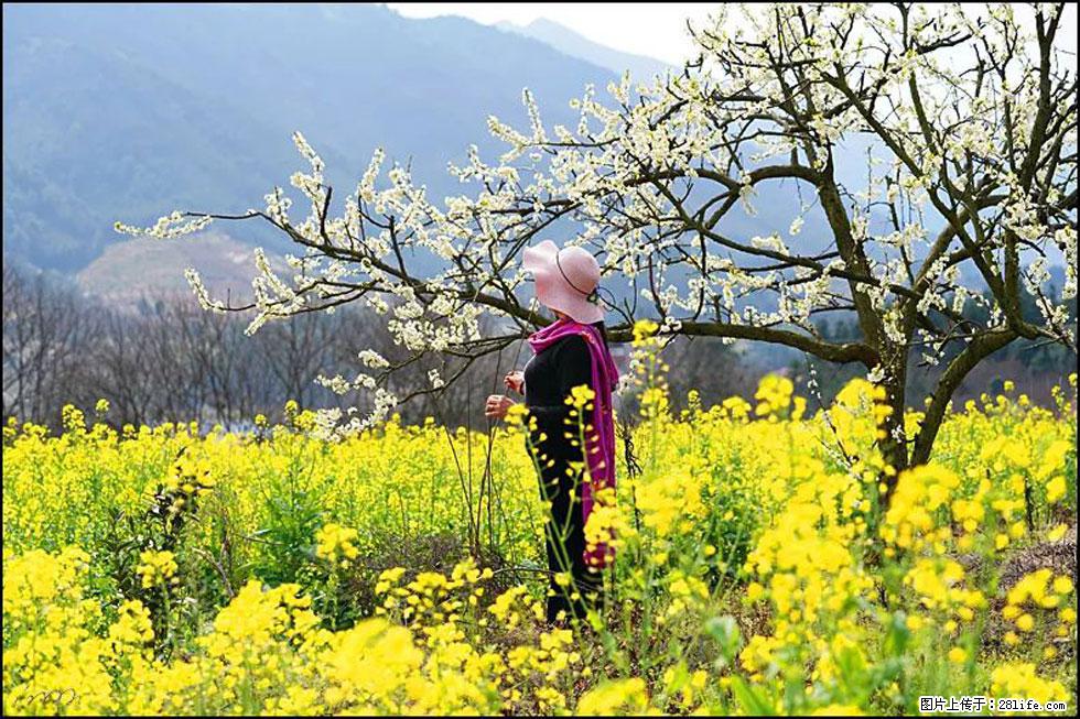 【春天,广西桂林灌阳县向您发出邀请!】长坪村油菜盛情花开 - 游山玩水 - 济南生活社区 - 济南28生活网 jn.28life.com
