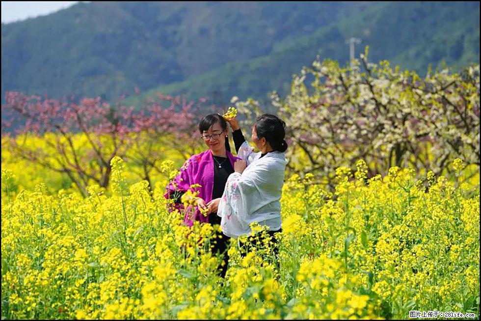 【春天,广西桂林灌阳县向您发出邀请!】长坪村油菜盛情花开 - 游山玩水 - 济南生活社区 - 济南28生活网 jn.28life.com