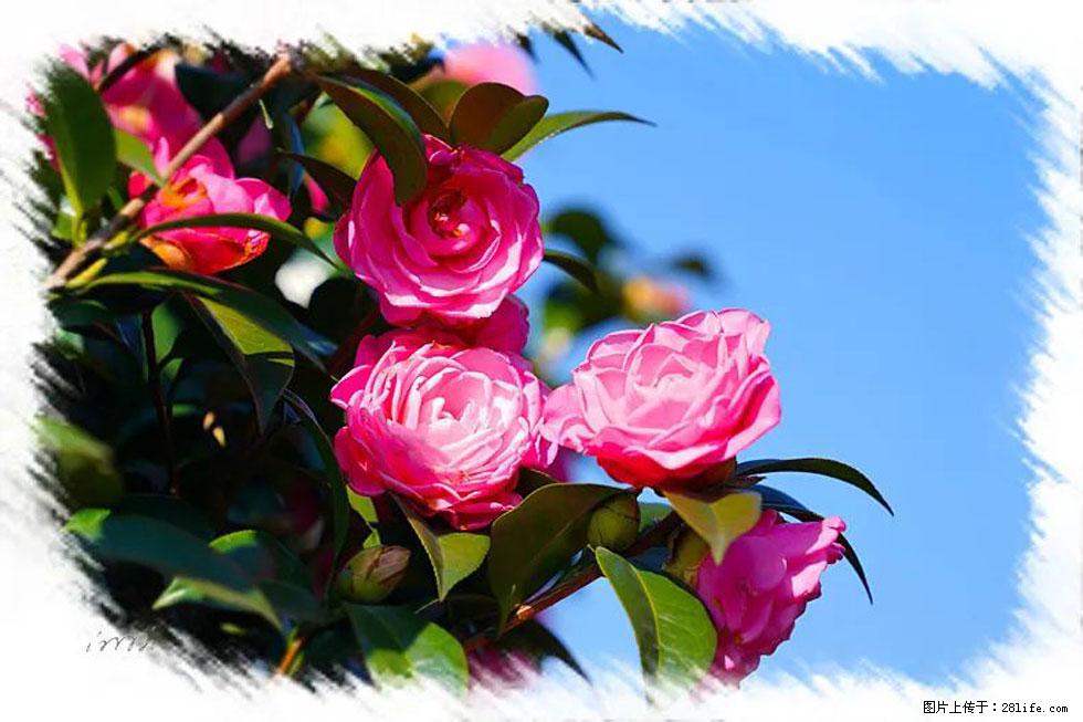【春天,广西桂林灌阳县向您发出邀请!】杨柳井茶花惹人爱 - 游山玩水 - 济南生活社区 - 济南28生活网 jn.28life.com