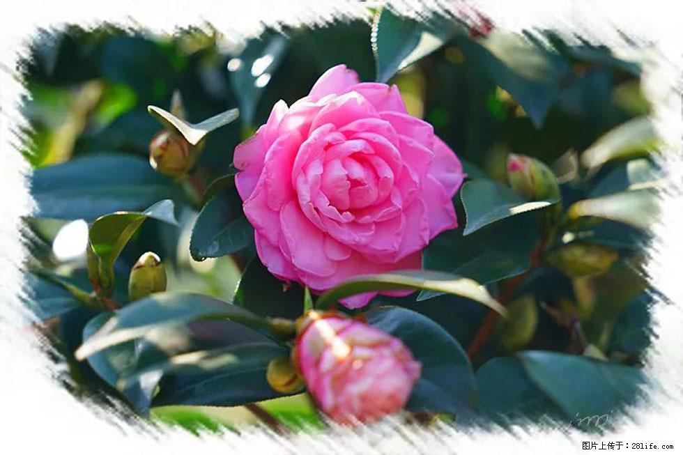 【春天,广西桂林灌阳县向您发出邀请!】杨柳井茶花惹人爱 - 游山玩水 - 济南生活社区 - 济南28生活网 jn.28life.com