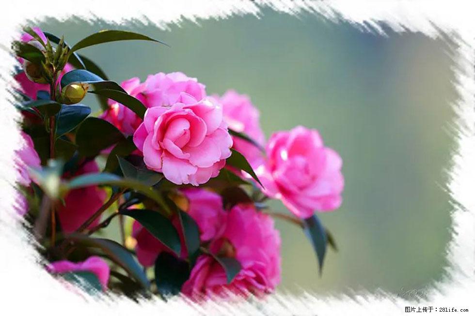 【春天,广西桂林灌阳县向您发出邀请!】杨柳井茶花惹人爱 - 游山玩水 - 济南生活社区 - 济南28生活网 jn.28life.com