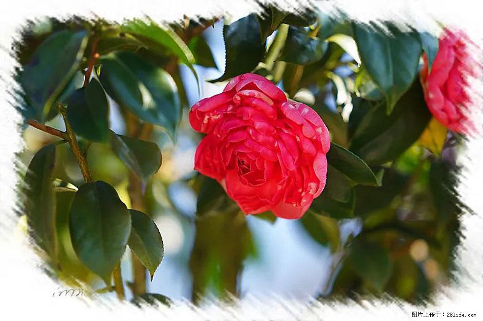 【春天,广西桂林灌阳县向您发出邀请!】杨柳井茶花惹人爱 - 游山玩水 - 济南生活社区 - 济南28生活网 jn.28life.com