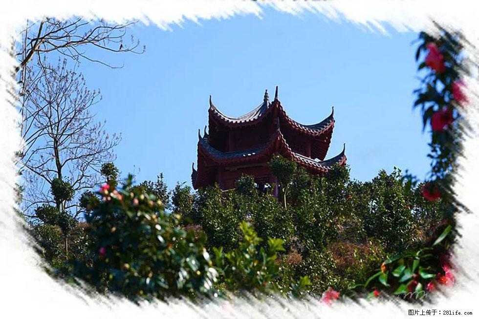【春天,广西桂林灌阳县向您发出邀请!】杨柳井茶花惹人爱 - 游山玩水 - 济南生活社区 - 济南28生活网 jn.28life.com