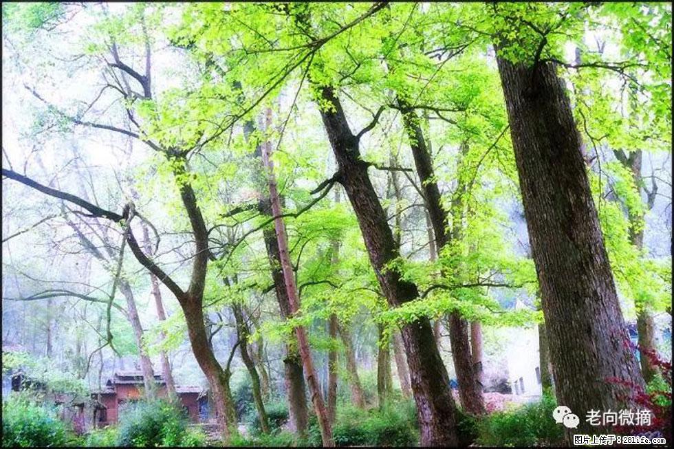 【春天，广西桂林灌阳县向您发出邀请！】在小龙村与春天约会 - 游山玩水 - 济南生活社区 - 济南28生活网 jn.28life.com