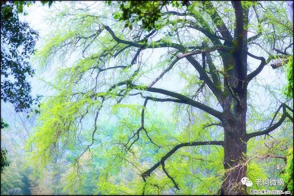 【春天，广西桂林灌阳县向您发出邀请！】在小龙村与春天约会 - 游山玩水 - 济南生活社区 - 济南28生活网 jn.28life.com