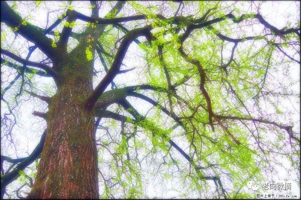 【春天，广西桂林灌阳县向您发出邀请！】在小龙村与春天约会 - 游山玩水 - 济南生活社区 - 济南28生活网 jn.28life.com