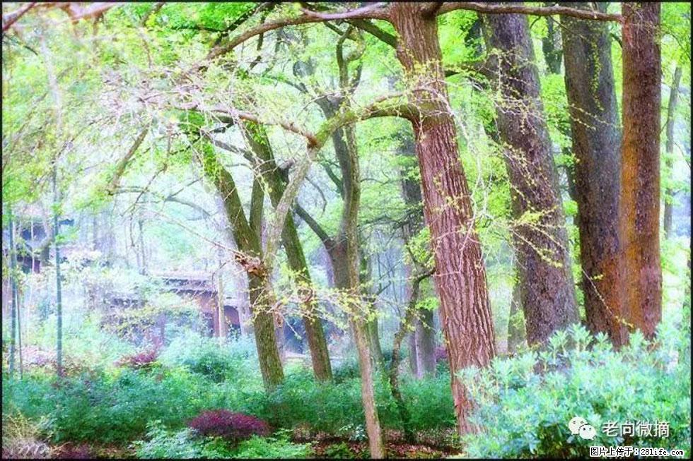 【春天，广西桂林灌阳县向您发出邀请！】在小龙村与春天约会 - 游山玩水 - 济南生活社区 - 济南28生活网 jn.28life.com