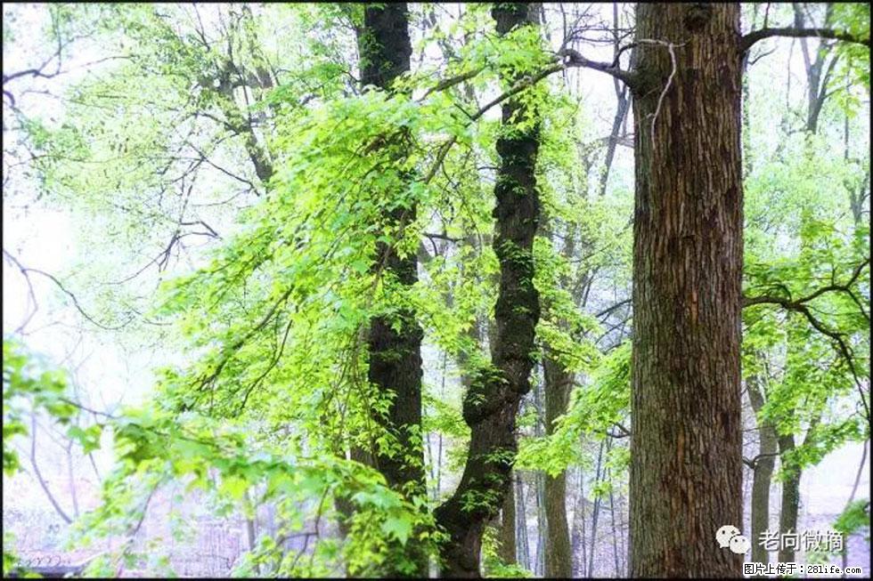 【春天，广西桂林灌阳县向您发出邀请！】在小龙村与春天约会 - 游山玩水 - 济南生活社区 - 济南28生活网 jn.28life.com