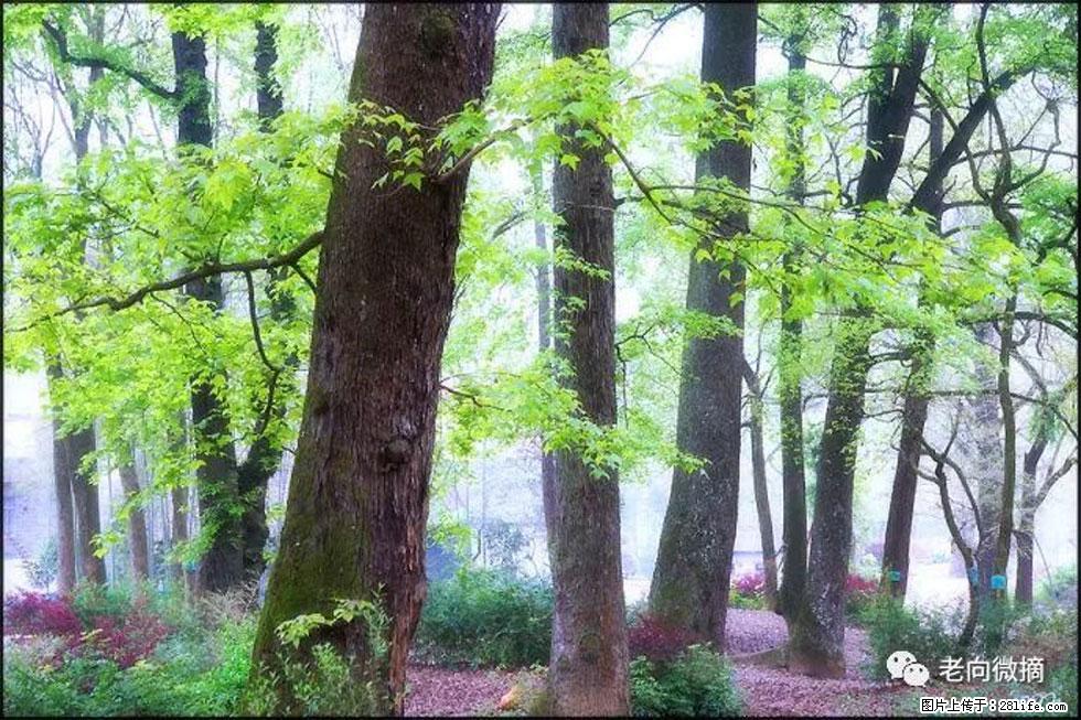 【春天，广西桂林灌阳县向您发出邀请！】在小龙村与春天约会 - 游山玩水 - 济南生活社区 - 济南28生活网 jn.28life.com