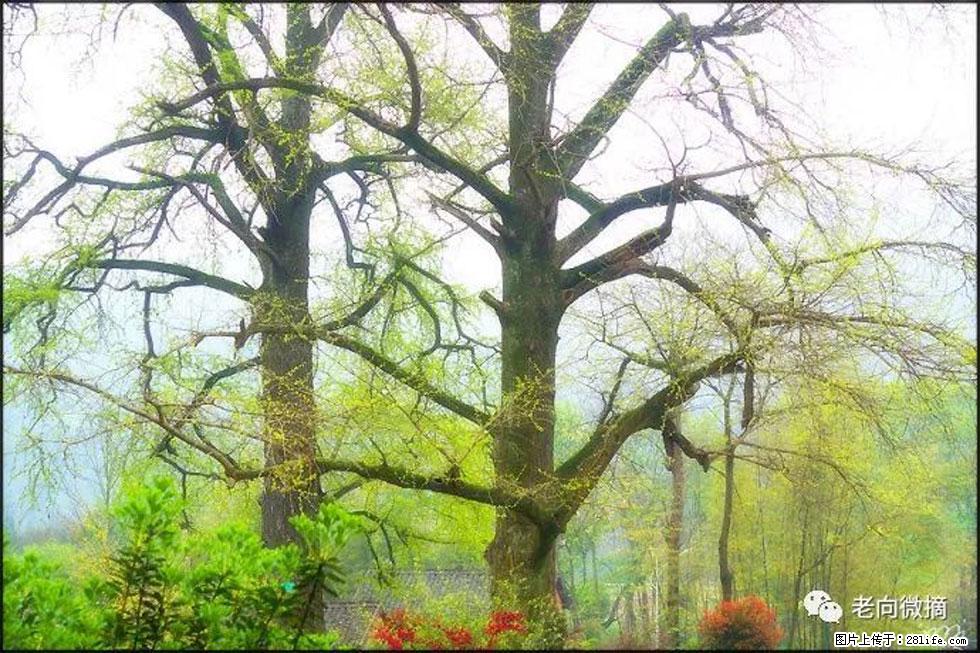 【春天，广西桂林灌阳县向您发出邀请！】在小龙村与春天约会 - 游山玩水 - 济南生活社区 - 济南28生活网 jn.28life.com