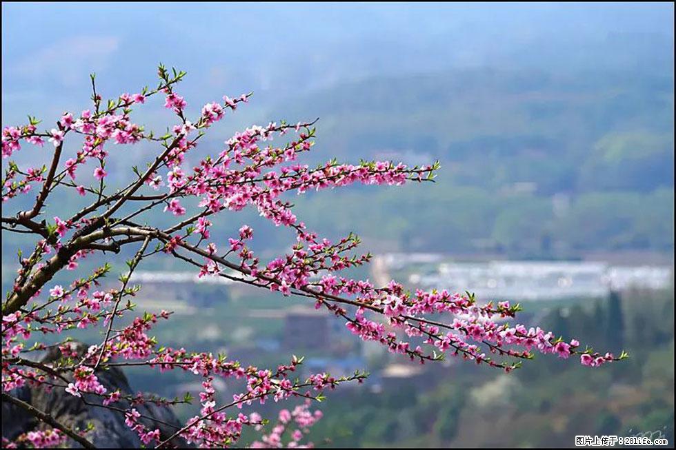 【春天,广西桂林灌阳县向您发出邀请!】望月岭上桃花开 - 游山玩水 - 济南生活社区 - 济南28生活网 jn.28life.com