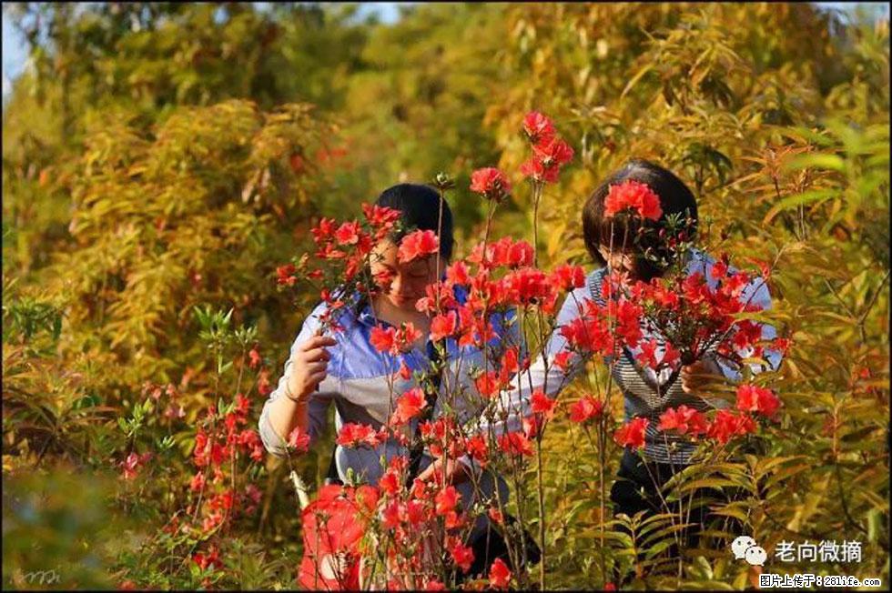 【春天,广西桂林灌阳县向您发出邀请!】登麒麟山,相约映山红 - 游山玩水 - 济南生活社区 - 济南28生活网 jn.28life.com