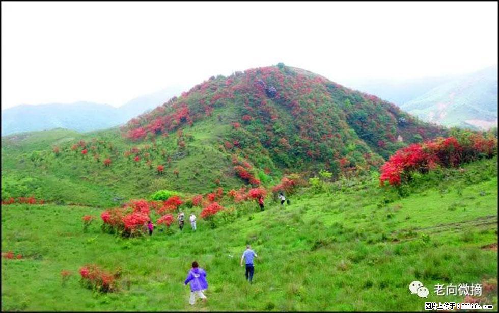 【春天,广西桂林灌阳县向您发出邀请!】宝盖山上映山红 - 游山玩水 - 济南生活社区 - 济南28生活网 jn.28life.com