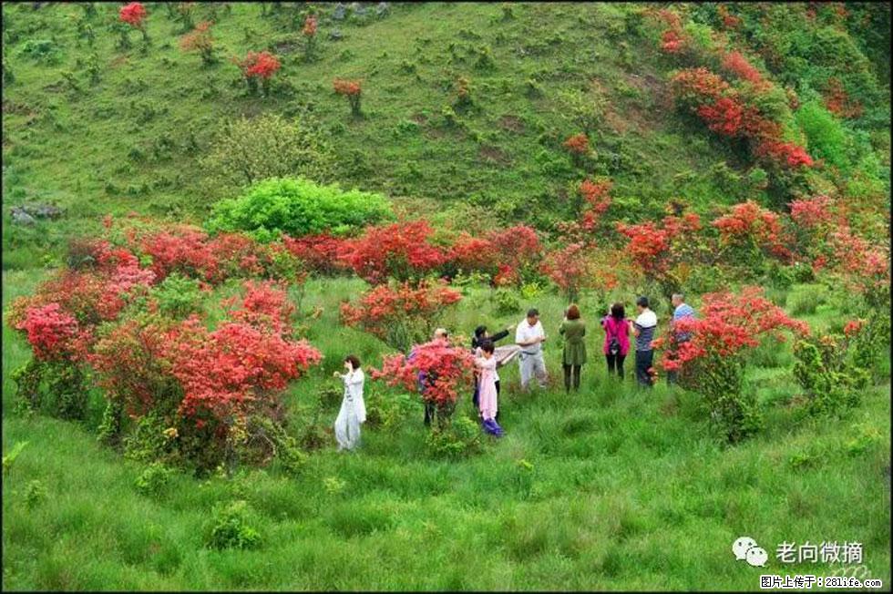 【春天,广西桂林灌阳县向您发出邀请!】宝盖山上映山红 - 游山玩水 - 济南生活社区 - 济南28生活网 jn.28life.com