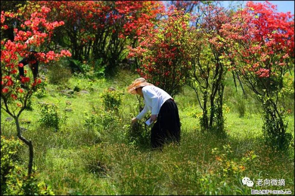 【春天,广西桂林灌阳县向您发出邀请!】宝盖山上映山红 - 游山玩水 - 济南生活社区 - 济南28生活网 jn.28life.com