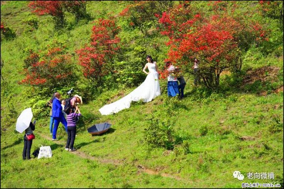 【春天,广西桂林灌阳县向您发出邀请!】宝盖山上映山红 - 游山玩水 - 济南生活社区 - 济南28生活网 jn.28life.com