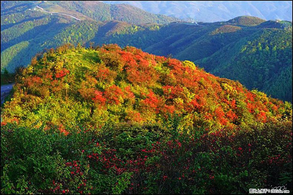 【春天,广西桂林灌阳县向您发出邀请!】春木界上映山红 - 游山玩水 - 济南生活社区 - 济南28生活网 jn.28life.com