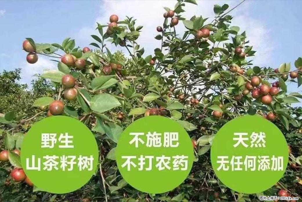 【灌阳县油茶产业示范区】一个有着充实的精神生活的人,对待身外之物自会有一种淡泊的态度 - 土特产 - 饮食特产 - 济南分类信息 - 济南28生活网 jn.28life.com