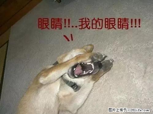 笑癫了!一女的怀孕三年未生,他终于忍不住了... - 娱乐八卦 - 济南生活社区 - 济南28生活网 jn.28life.com