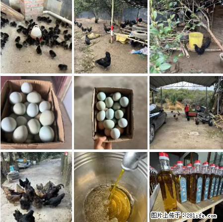 油茶园从小鸡仔开始养起的纯土鸡、土鸡蛋可以预定啦!还有前几天刚榨的纯山茶油哦 - 美食天地 - 济南生活社区 - 济南28生活网 jn.28life.com