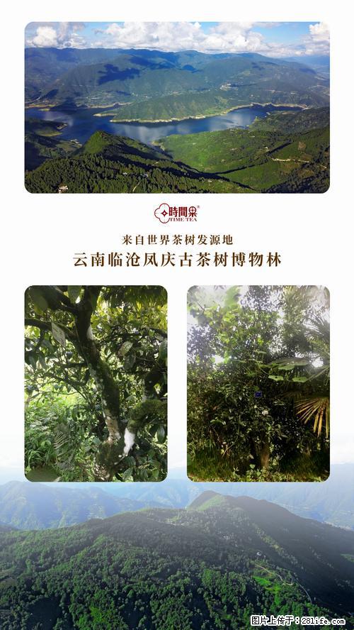 时间果百年古树2025年春红茶 - 购物交流 - 济南生活社区 - 济南28生活网 jn.28life.com