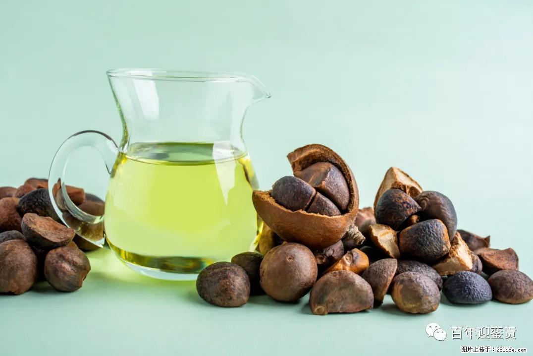 世界没有真相，只有认知，最好的食用油是中国的山茶油！ - 济南生活资讯 - 济南28生活网 jn.28life.com