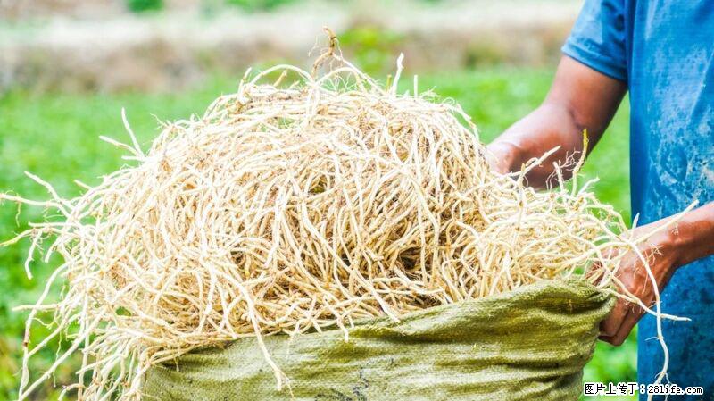 堪称“最难吃”的蔬菜，却是 “抗辐射神器”，还能护肺、清热、止咳化痰！ - 济南生活资讯 - 济南28生活网 jn.28life.com