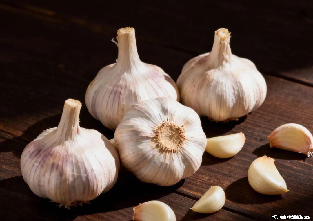 关于大蒜，除了“天然抗生素”，这4个谣言更该警惕! - 济南生活资讯 - 济南28生活网 jn.28life.com