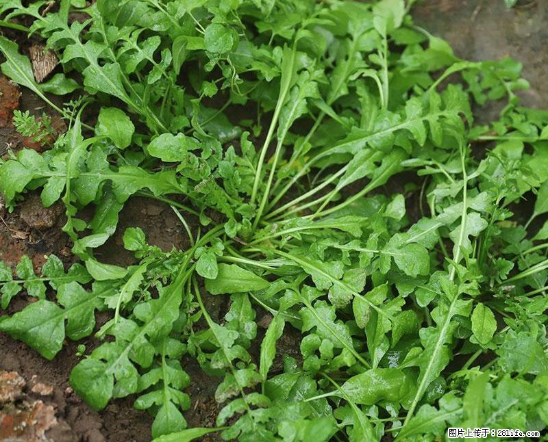 这些蔬菜是“天然钙片”，这6种被医生重点推荐 - 济南生活资讯 - 济南28生活网 jn.28life.com