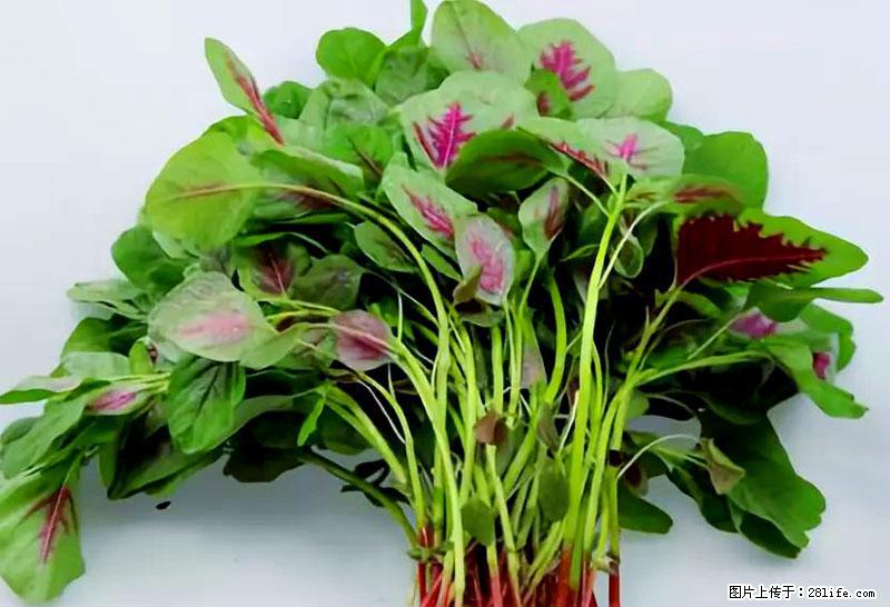 这些蔬菜是“天然钙片”，这6种被医生重点推荐 - 济南生活资讯 - 济南28生活网 jn.28life.com