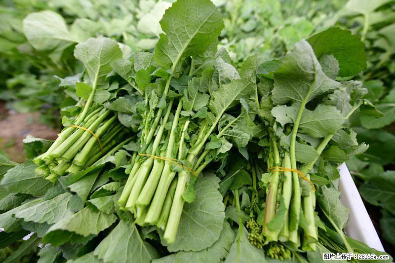 这些蔬菜是“天然钙片”，这6种被医生重点推荐 - 济南生活资讯 - 济南28生活网 jn.28life.com